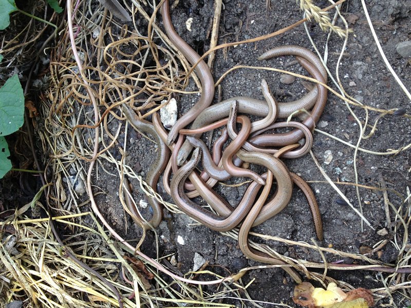 Tangled up in slow-worms